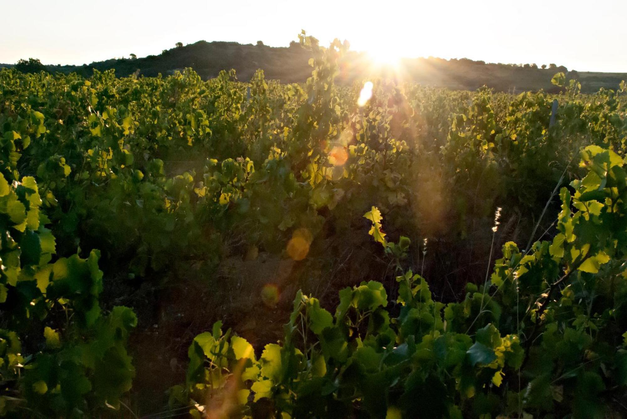 Chartreuse De Mougeres - Caux Pezenas B&B 외부 사진
